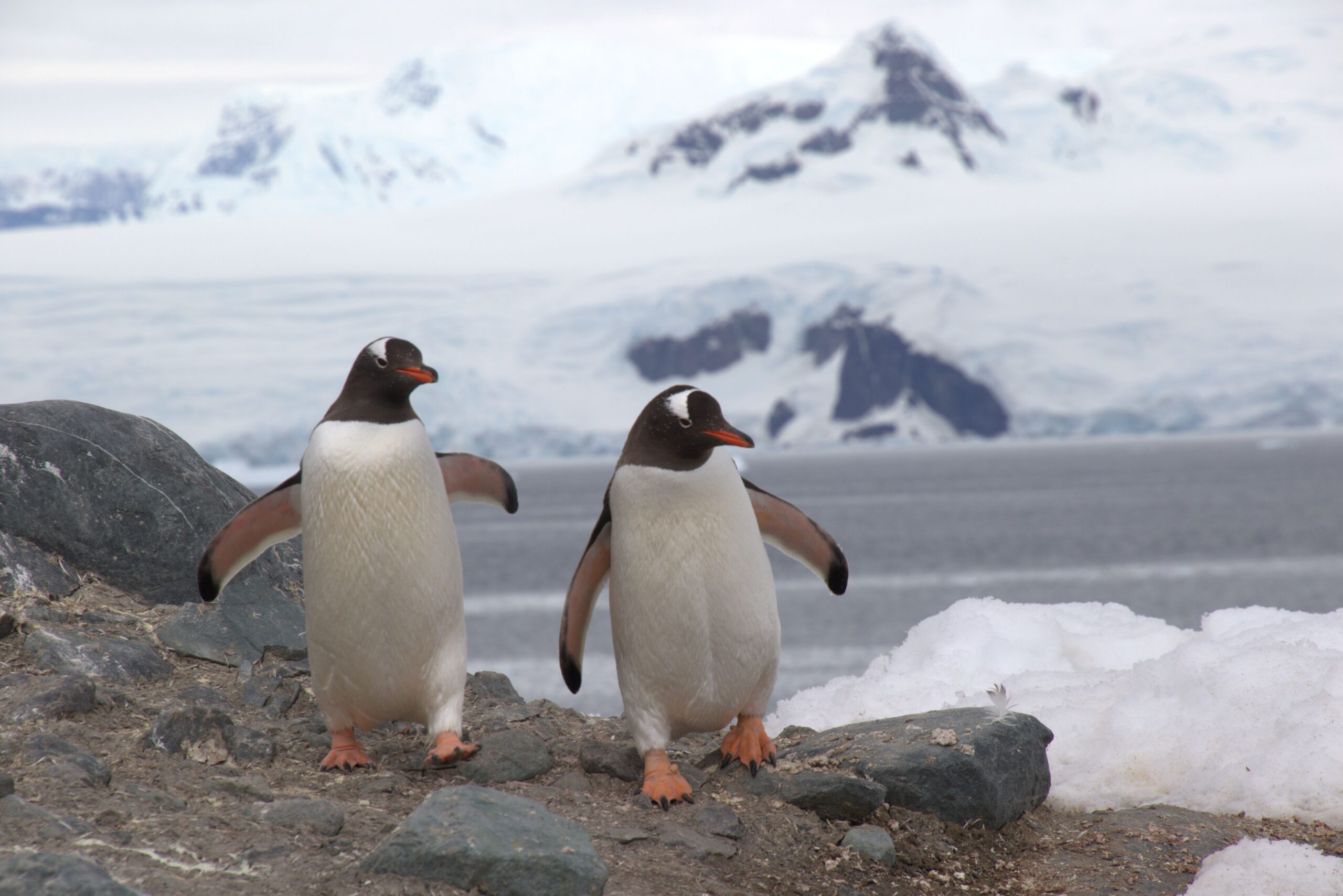 Ant penguins